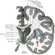 Claustrum. Wikimedia Commons